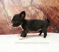 AKC ISLA, a female Chihuahua for sale in Muskogee, OK – 7 of 10