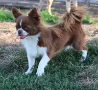 AKC WESLEY, a male Chihuahua for sale in Muskogee, OK – 4 of 4