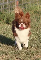 AKC WESLEY, a male Chihuahua for sale in Muskogee, OK – 2 of 4