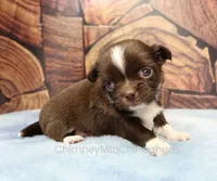 AKC CHARLOTTE, a female Chihuahua for sale in Muskogee, OK – 8 of 10