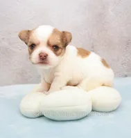 AKC ZUMA, a male Chihuahua for sale in Muskogee, OK – 6 of 10