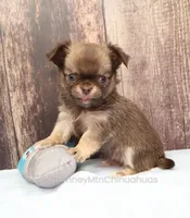 Unborn Litter- AKC, a  Chihuahua for sale in Muskogee, OK – 5 of 7