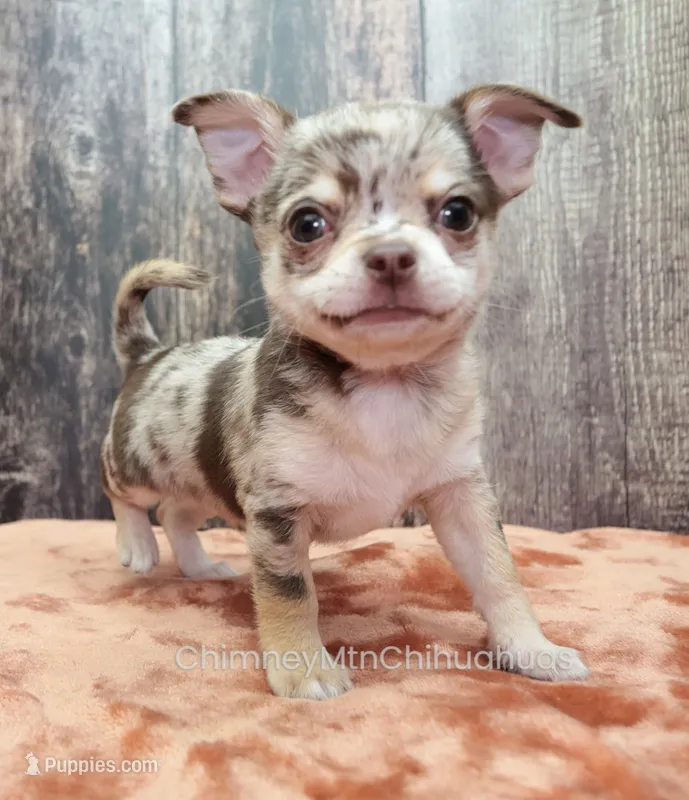 AKC REID – Chihuahua puppy for sale in Muskogee, OK