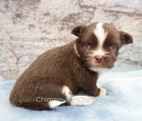 AKC HUCK, a male Chihuahua for sale in Muskogee, OK – 7 of 10