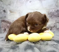 AKC NUTMEG, a female Chihuahua for sale in Muskogee, OK – 6 of 10