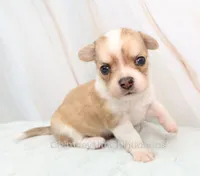 AKC IKE, a male Chihuahua for sale in Muskogee, OK – 2 of 10