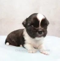 AKC ZAZU, a male Chihuahua for sale in Muskogee, OK – 7 of 10