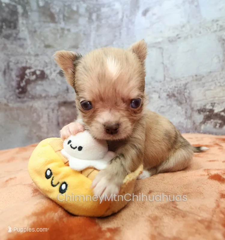 AKC IRENE – Chihuahua puppy for sale in Muskogee, OK