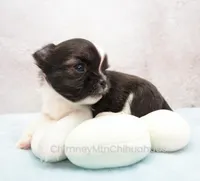 AKC ZAZU, a male Chihuahua for sale in Muskogee, OK – 3 of 10