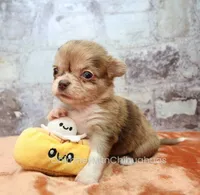 AKC IDA, a female Chihuahua for sale in Muskogee, OK – 6 of 10