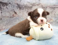 AKC TOM, a male Chihuahua for sale in Muskogee, OK – 7 of 10