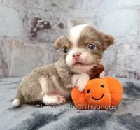 AKC FROST, a male Chihuahua for sale in Muskogee, OK – 6 of 10
