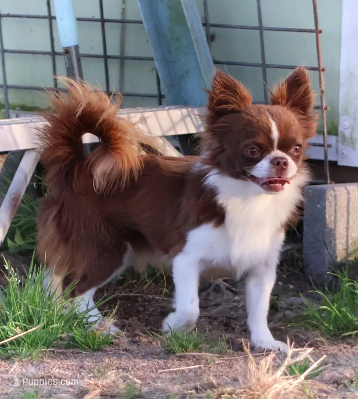 AKC WESLEY – Chihuahua puppy for sale in Muskogee, OK