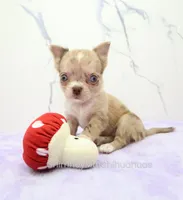 AKC IRENE, a female Chihuahua for sale in Muskogee, OK – 3 of 10