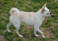 AKC FREIDA, a female Chihuahua for sale in Muskogee, OK – 10 of 10
