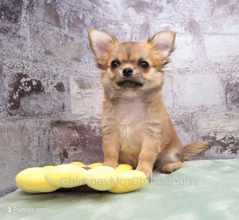 AKC VERITY – Chihuahua puppy for sale in Muskogee, OK