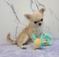 AKC FREIDA, a female Chihuahua for sale in Muskogee, OK – 6 of 10