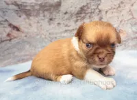 AKC PIP, a male Chihuahua for sale in Muskogee, OK – 7 of 10