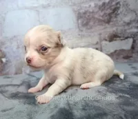 AKC BRAMBLE, a female Chihuahua for sale in Muskogee, OK – 4 of 10