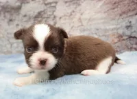 AKC TOM, a male Chihuahua for sale in Muskogee, OK – 2 of 10