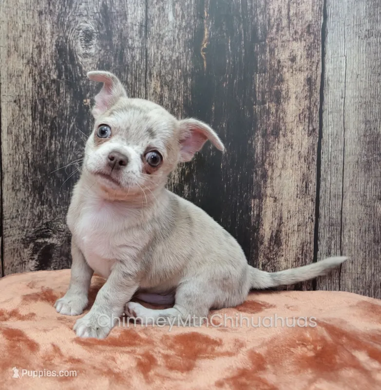 AKC RICO – Chihuahua puppy for sale in Muskogee, OK