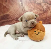 AKC EDITH, a female Chihuahua for sale in Muskogee, OK – 1 of 10