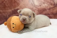 AKC EDITH, a female Chihuahua for sale in Muskogee, OK – 5 of 10