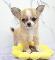 AKC PALOMA, a female Chihuahua for sale in Muskogee, OK – 8 of 10