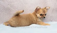 AKC VERITY, a female Chihuahua for sale in Muskogee, OK – 5 of 10