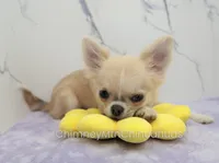 AKC FREIDA, a female Chihuahua for sale in Muskogee, OK – 7 of 10