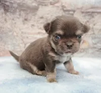 AKC JAKE, a male Chihuahua for sale in Muskogee, OK – 3 of 10