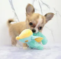 AKC PALOMA, a female Chihuahua for sale in Muskogee, OK – 5 of 10