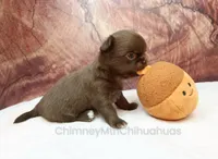 AKC MARGO, a female Chihuahua for sale in Muskogee, OK – 5 of 10