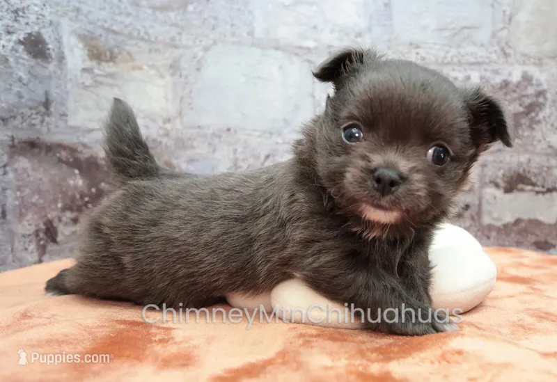 AKC ELWOOD – Chihuahua puppy for sale in Muskogee, OK