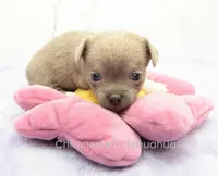 AKC EVA, a female Chihuahua for sale in Muskogee, OK – Photo 8 of 10