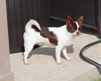 AKC EVA, a female Chihuahua for sale in Muskogee, OK – Photo 9 of 10