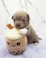 AKC EVA, a female Chihuahua for sale in Muskogee, OK – Photo 5 of 10