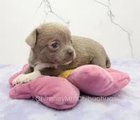 AKC EVA, a female Chihuahua for sale in Muskogee, OK – Photo 2 of 10