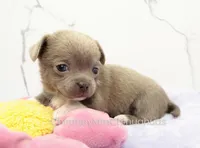 AKC EVA, a female Chihuahua for sale in Muskogee, OK – Photo 6 of 10