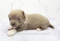 AKC EVA, a female Chihuahua for sale in Muskogee, OK – Photo 4 of 10