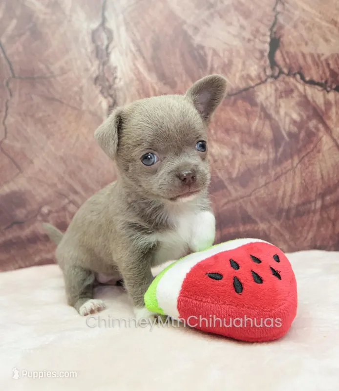 AKC EVA – Chihuahua puppy for sale in Muskogee, OK