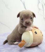 AKC EVA, a female Chihuahua for sale in Muskogee, OK – Photo 3 of 10