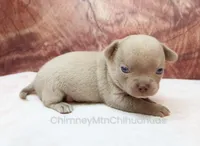 AKC EDITH, a female Chihuahua for sale in Muskogee, OK – 3 of 10