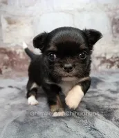 AKC PRALINE, a female Chihuahua for sale in Muskogee, OK – 5 of 10