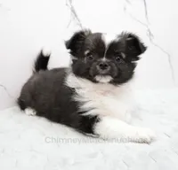 Unborn Litter- AKC, a  Chihuahua for sale in Muskogee, OK – 3 of 8