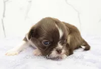 AKC DANIEL, a male Chihuahua for sale in Muskogee, OK – Photo 4 of 10