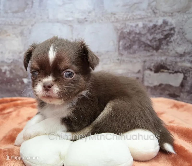 AKC DANIEL – Chihuahua puppy for sale in Muskogee, OK