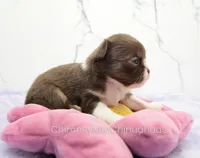 AKC DANIEL, a male Chihuahua for sale in Muskogee, OK – Photo 2 of 10