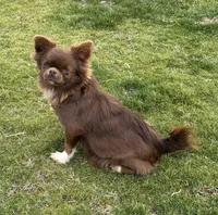 AKC DANIEL, a male Chihuahua for sale in Muskogee, OK – Photo 10 of 10