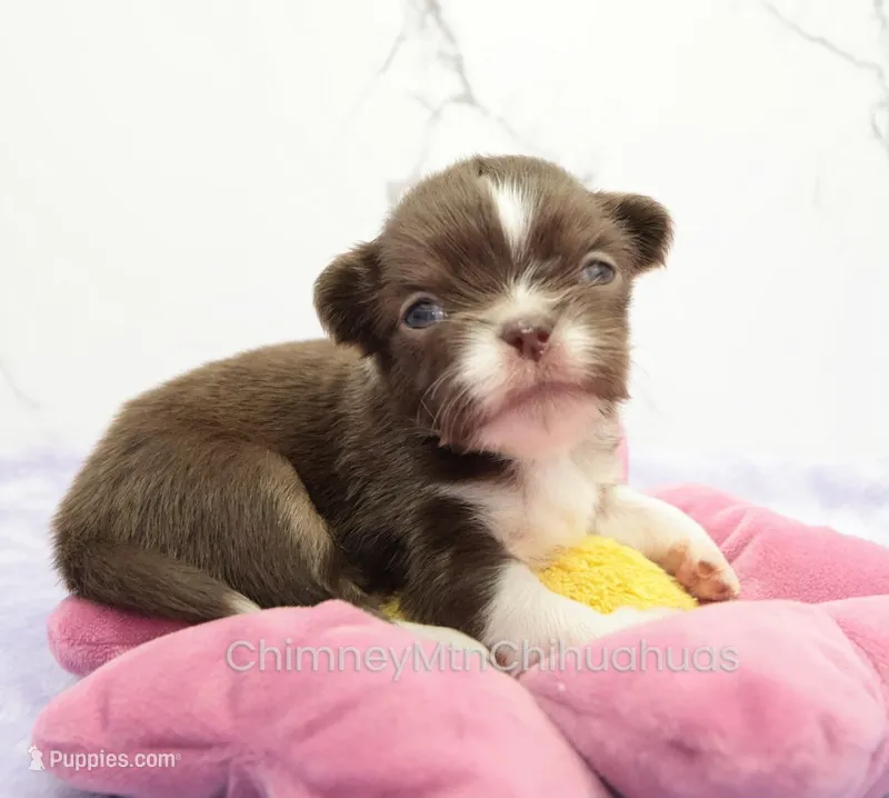 AKC DANIEL – Chihuahua puppy for sale in Muskogee, OK
